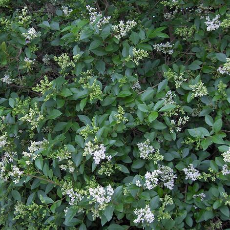 Ligustrum ovalifolium