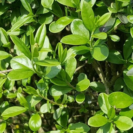 Ligustrum vulgare 'Atrovirens'