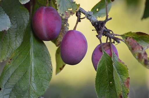Prunus domestica 'Belle de Louvain'