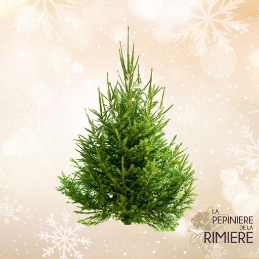 Sapin 'épicéa' coupé