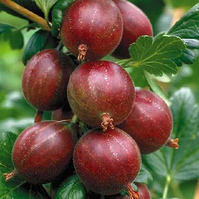 Ribes uva-crispa 'Hinnonmaki rouge'