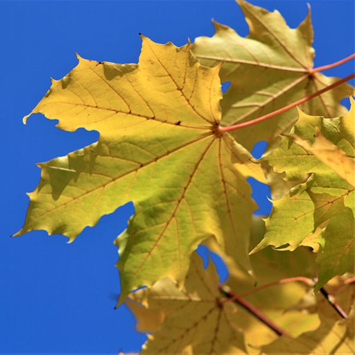 Acer platanoides 'Emerald Queen'