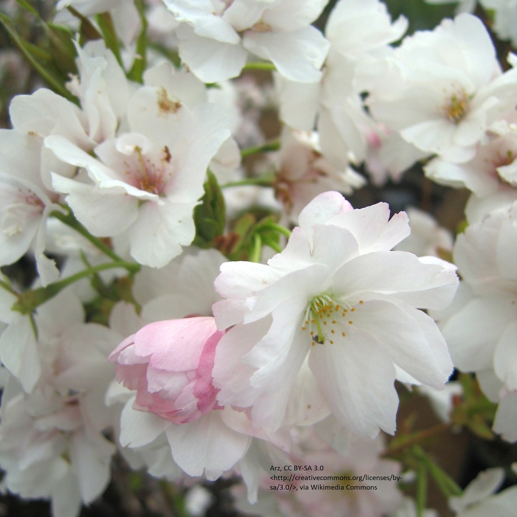 Prunus serrulata 'Amanogawa'