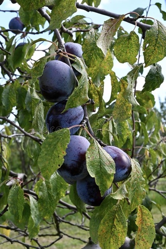 Prunus domestica 'Bleue de Belgique'