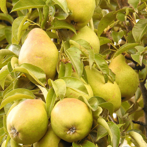 Pyrus communis 'Beurré Hardy'