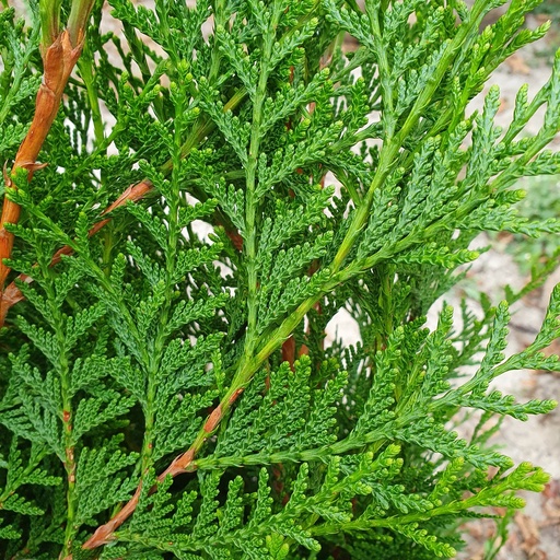Thuja plicata 'Atrovirens'