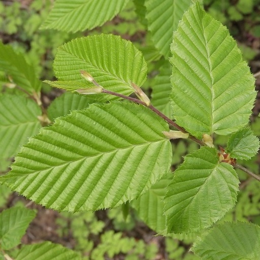 Carpinus betulus