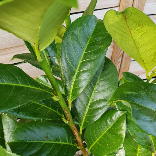 Prunus laurocerasus 'Rotundifolia'