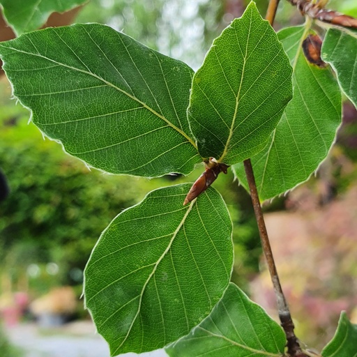 Fagus sylvatica