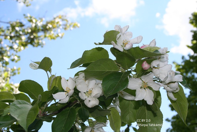 Malus 'John Downie'