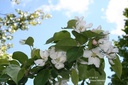 Malus 'John Downie'