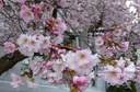 Prunus 'Accolade'