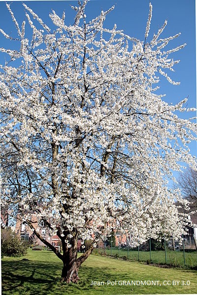 Prunus avium 'Plena'