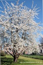 Prunus avium 'Plena'