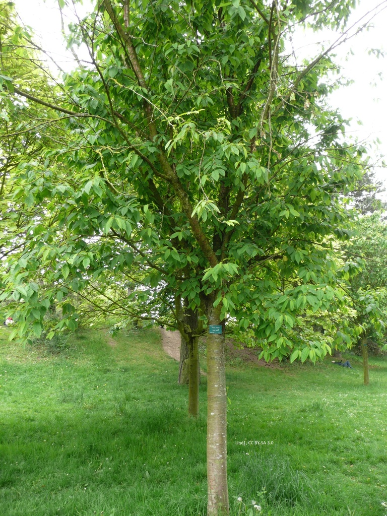 Prunus maackii 'Amber Beauty'