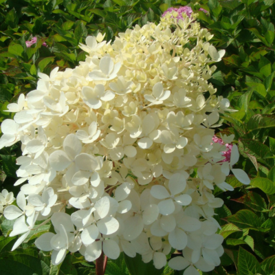 Hydrangea paniculata 'Phantom'