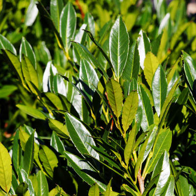 Prunus laurocerasus 'Genolia'