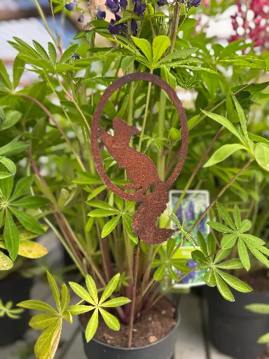 [71700EOB1S] Ecureuil cour.ov. H20xB11cm +tige