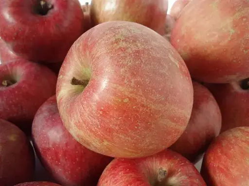 Malus domestica 'Fuji'