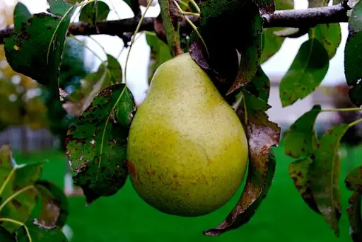 Pyrus communis 'Durondeau'