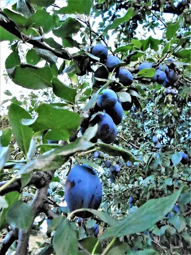 Prunus domestica 'Stanley'