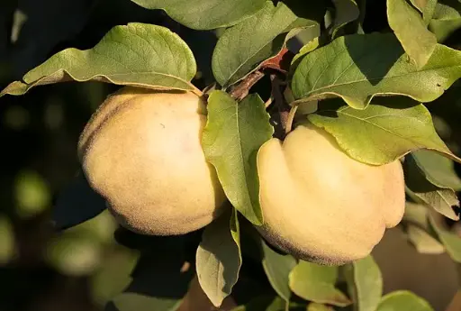 Cydonia oblonga 'Champion'