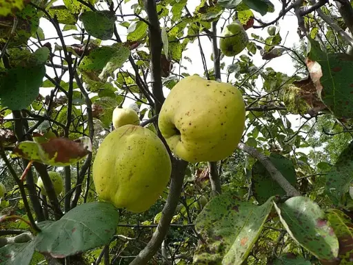 Cydonia oblonga 'Vranja'