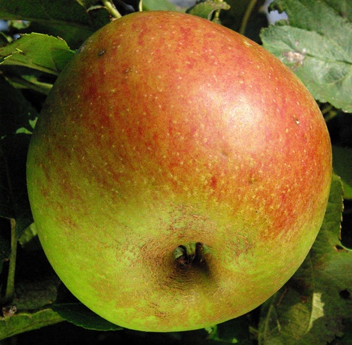 Malus domestica 'Belle de Boskoop'