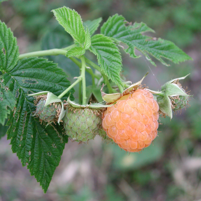 Rubus idaeus 'Golden Everest'